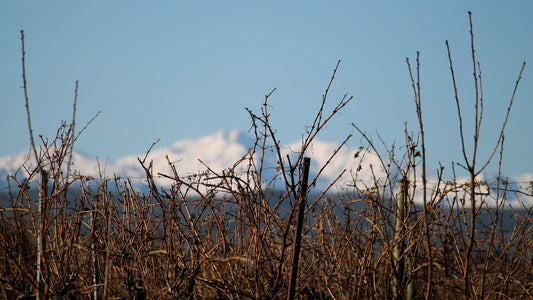 Les 5 appellations du Languedoc à ne pas rater