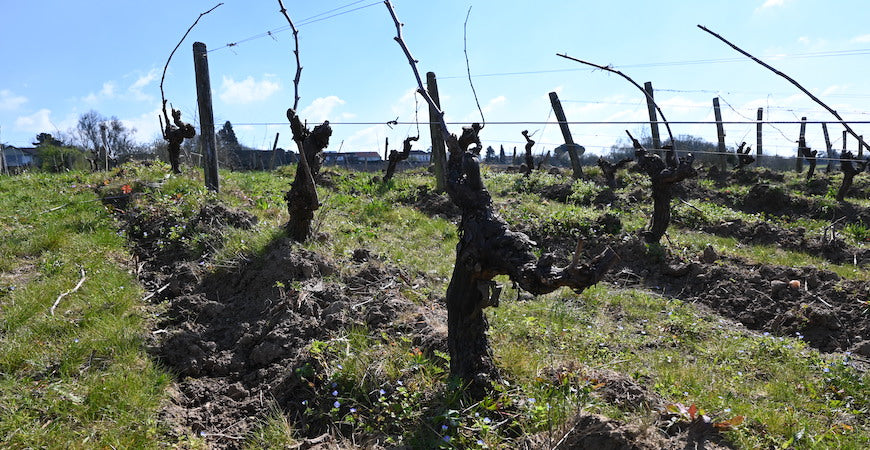 Le cuivre dans la viticulture biologique : pour ou contre ?