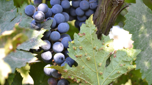 Le phylloxéra, le grand fléau de l'histoire du vin