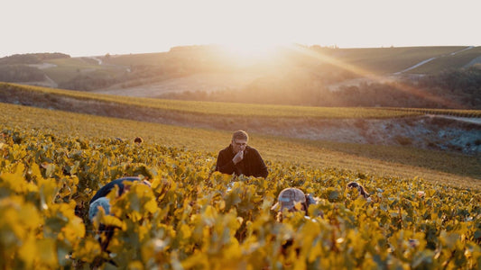 Vigneron, viticulteur, négociant, qui sont les producteurs de vin ?