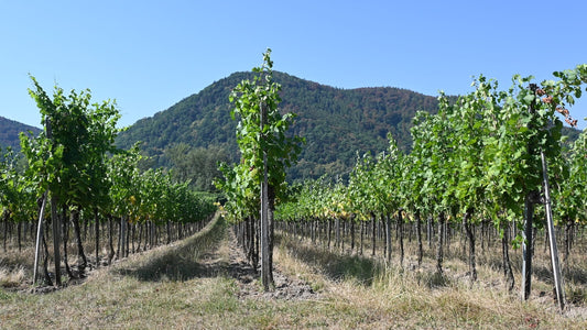 Tout savoir sur la viticulture en Autriche