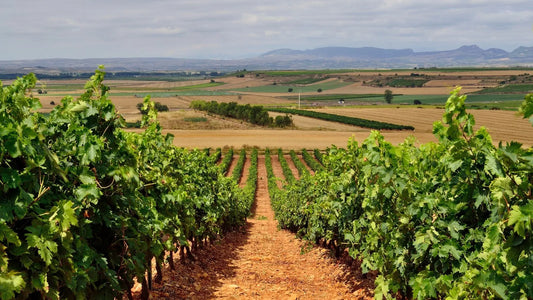 Tout savoir sur la viticulture en Espagne