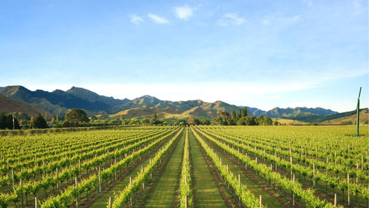 Viticulture en Nouvelle-Zélande
