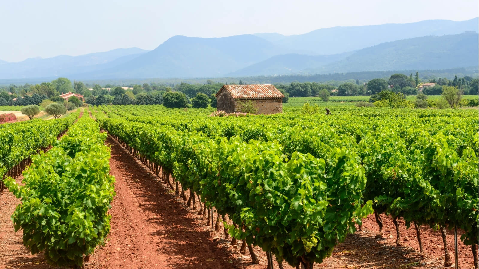 Vignoble de Provence