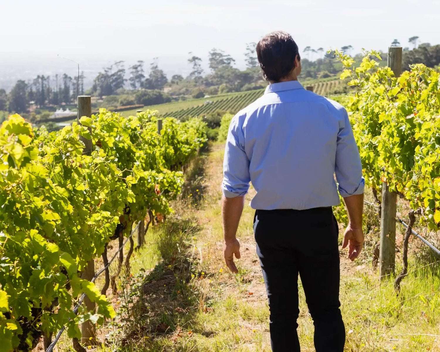 Vigneron Bosco Viticultori, Italie