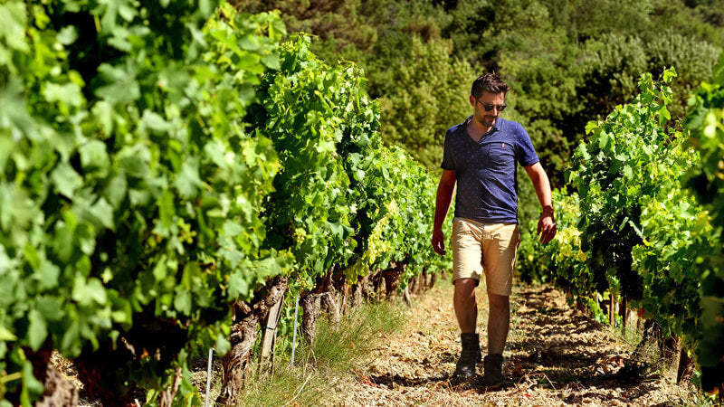 François-Xavier Nicolas, vigneron dans ses vignes de la Vallée du Rhône