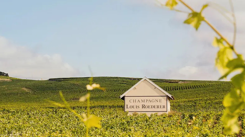Vignoble Champagne Louis Roederer
