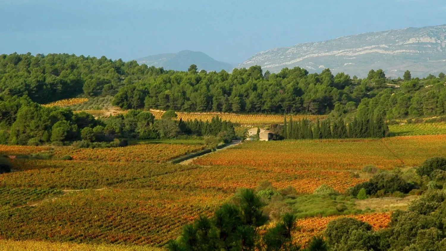 Vignoble du Château Spencer la Pujade dans le Languedoc 