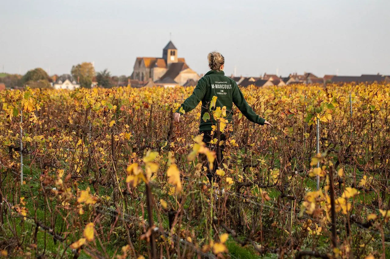 Vignoble Marcoult, Champagne